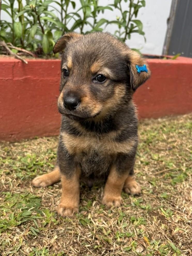 Arlindo, cachorro de porte grande para adoção em Curitiba - PR — foto 4 de 4