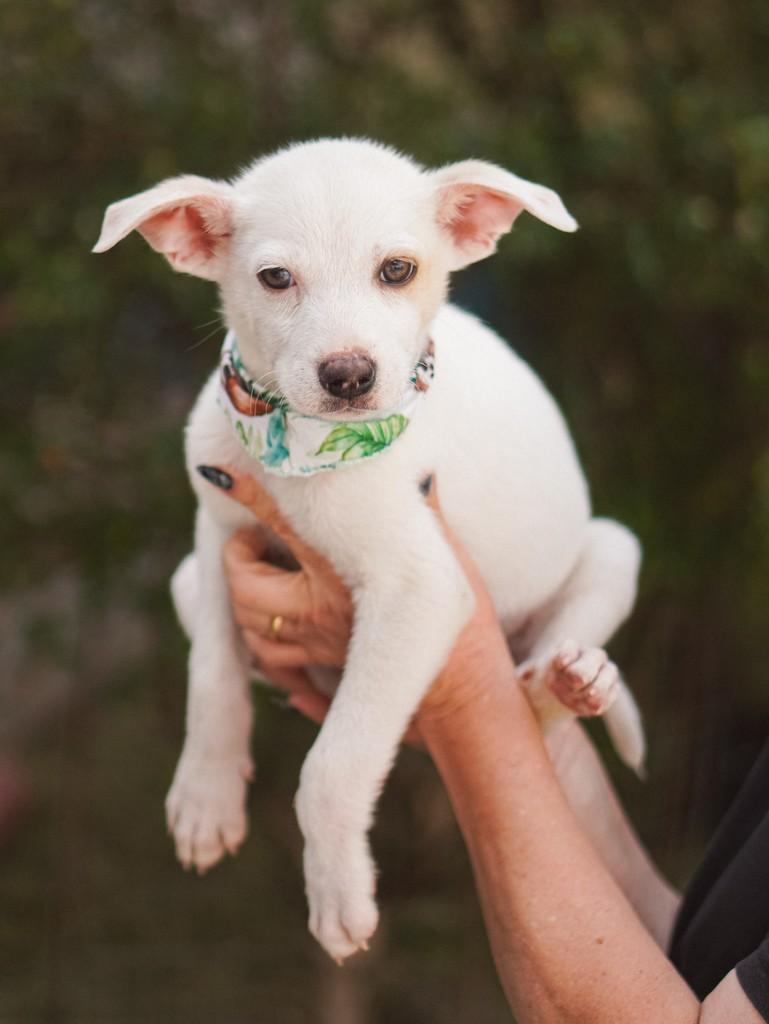Neve, cachorro de porte grande para adoção em Curitiba - PR