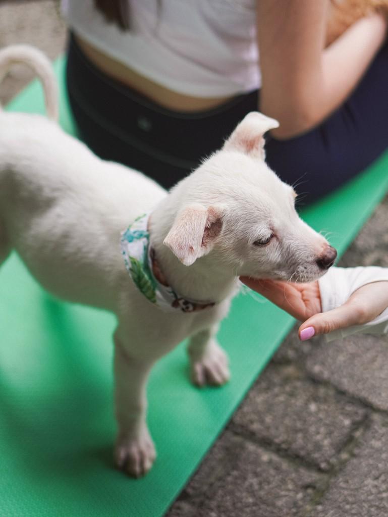 Neve, cachorro de porte grande para adoção em Curitiba - PR — foto 4 de 4