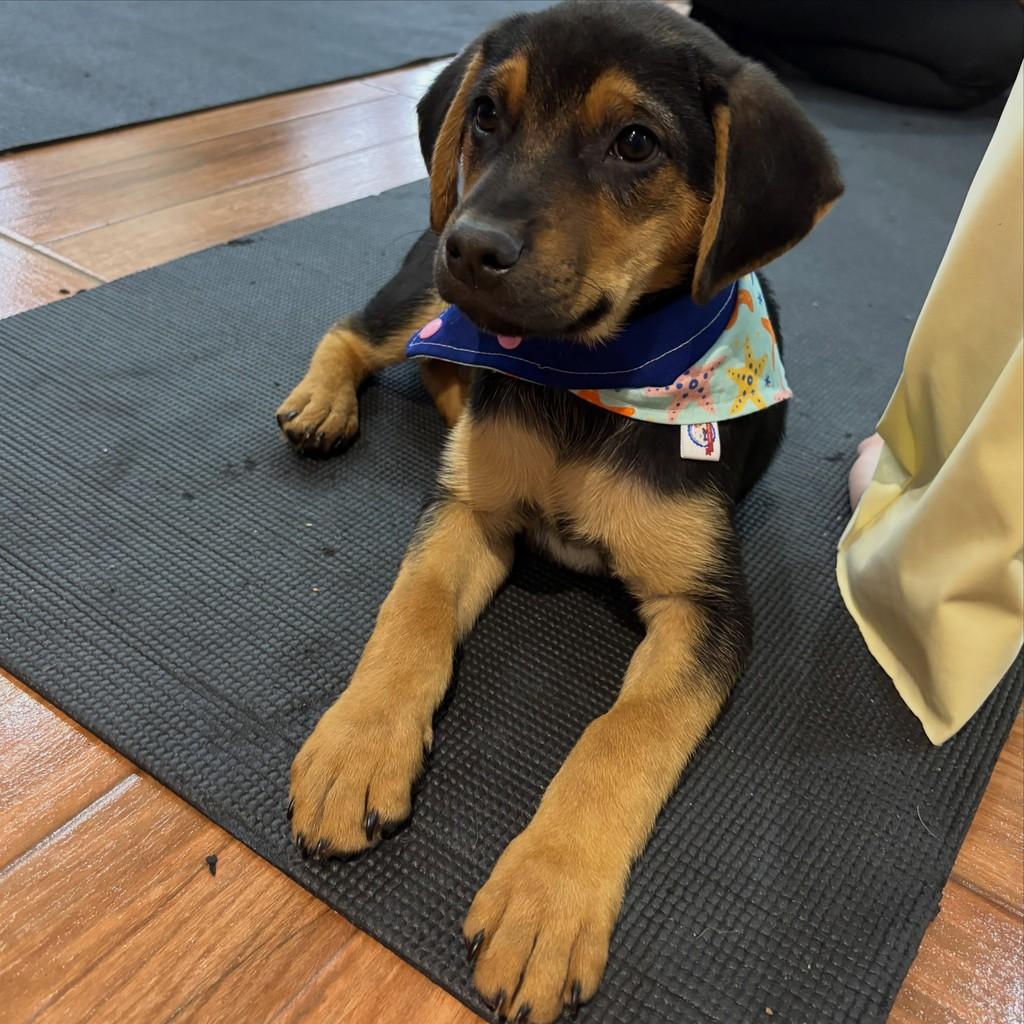 Alonso, cachorro de porte grande para adoção em Curitiba - PR