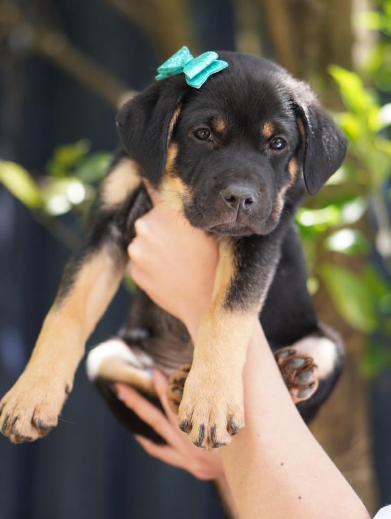 Bob, cachorro de porte grande para adoção em Curitiba - PR
