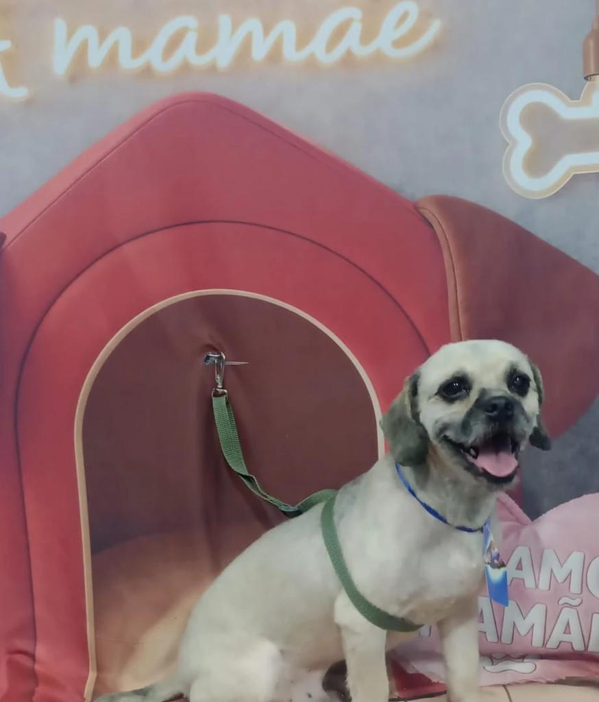 Bili, cachorro de porte pequeno para adoção em São Joaquim da Barra - SP
