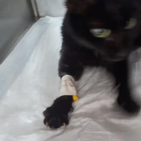 Flor, gata de porte pequeno para adoção em São Joaquim da Barra - SP