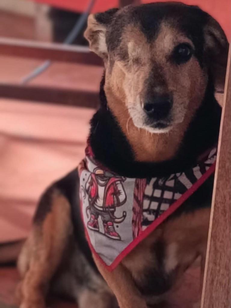 Spike, cachorro de porte médio para adoção em São Joaquim da Barra - SP