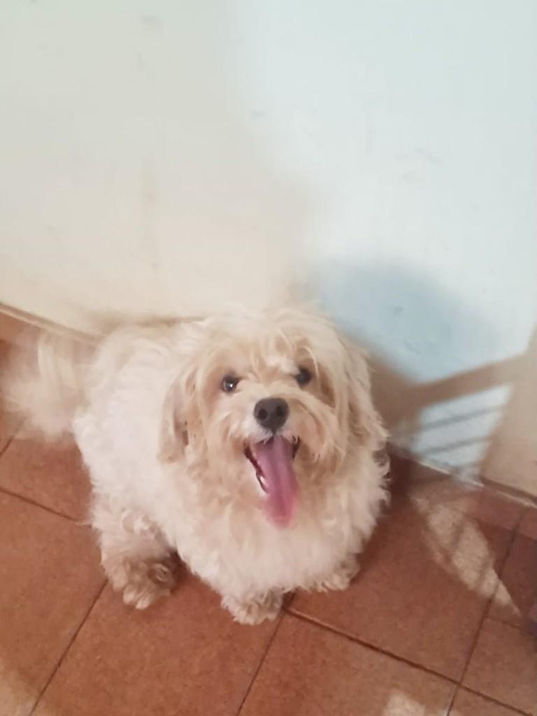Princesa, cadela de porte pequeno para adoção em São Joaquim da Barra - SP
