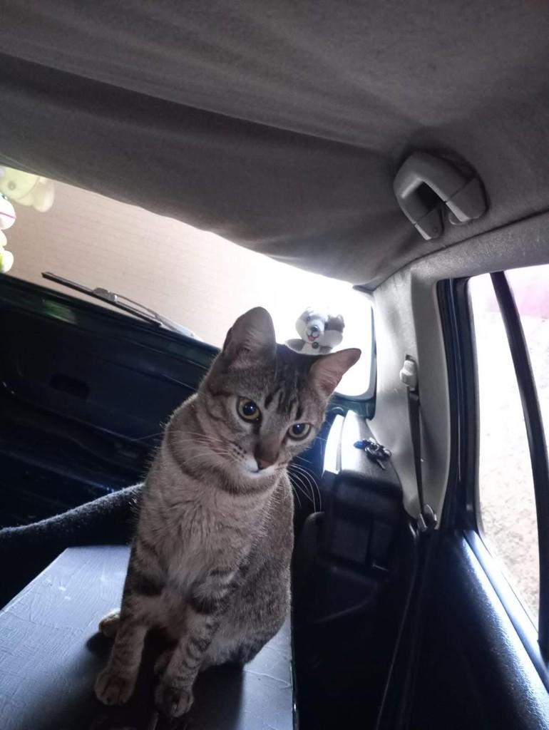 Safira, gata de porte pequeno para adoção em São Joaquim da Barra - SP