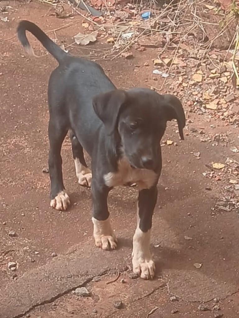 Sophi, cachorro de porte médio para adoção em São Joaquim da Barra - SP