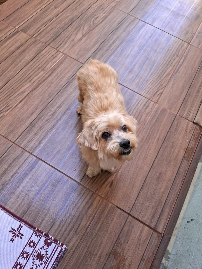 Anjinho, cachorro de porte médio para adoção em São Joaquim da Barra - SP