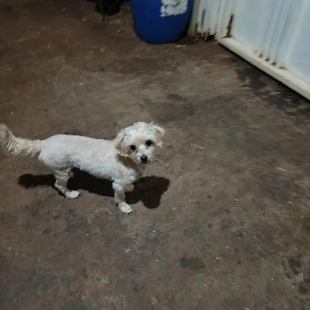 Cachorrinha, cadela de porte pequeno para adoção em São Joaquim da Barra - SP