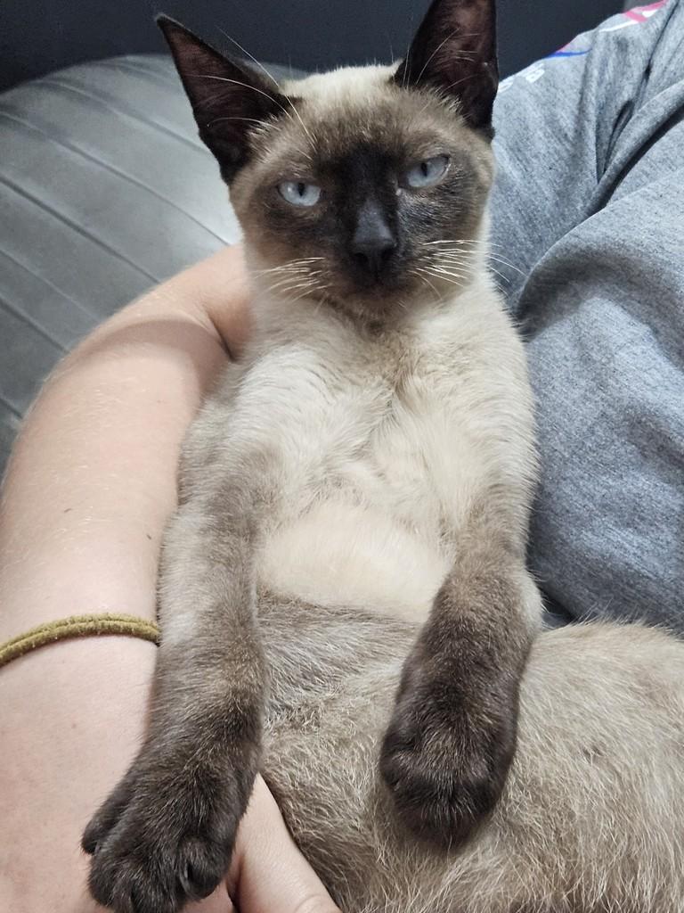 Olavo, gato de porte pequeno para adoção em São Joaquim da Barra - SP