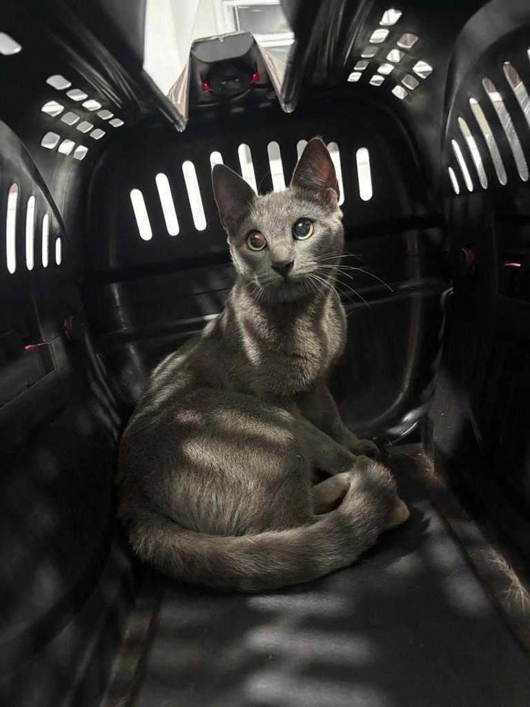 Amelinha, gato de porte pequeno para adoção em São Joaquim da Barra - SP