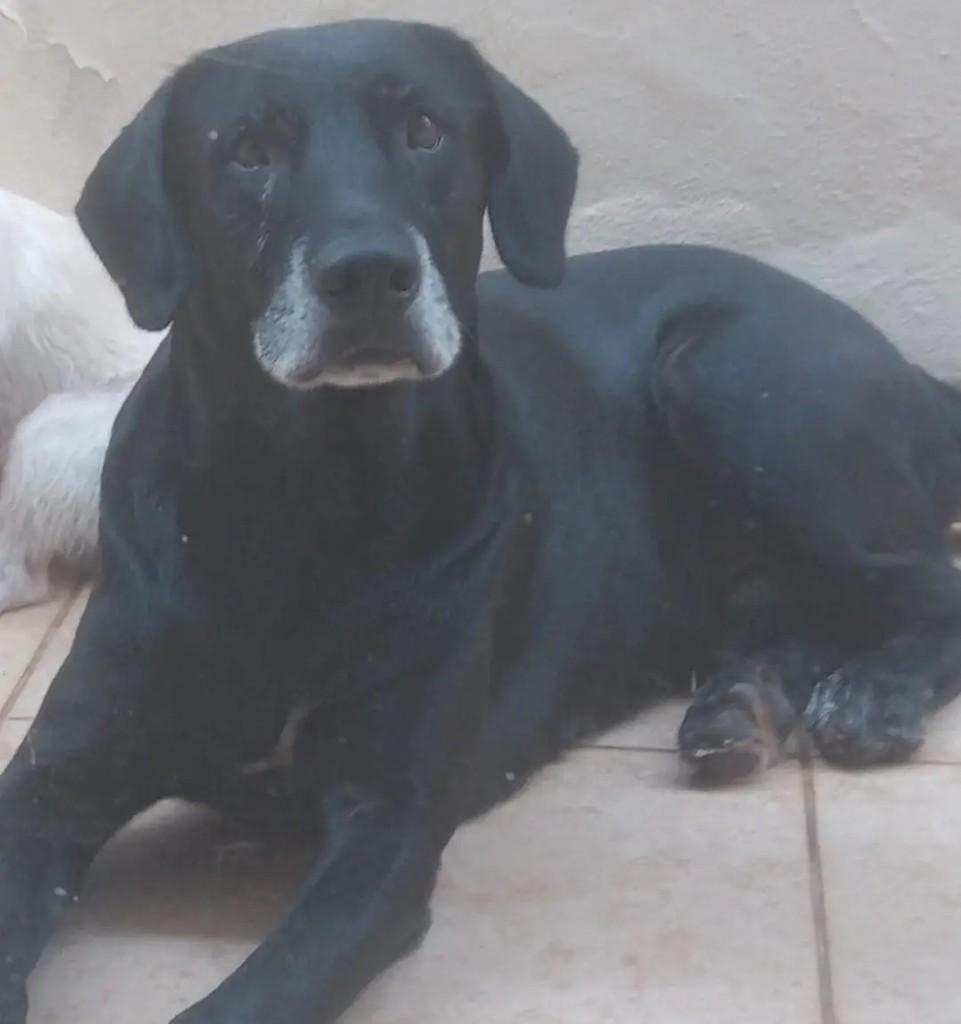 Theodoro, cachorro de porte grande para adoção em São Joaquim da Barra - SP
