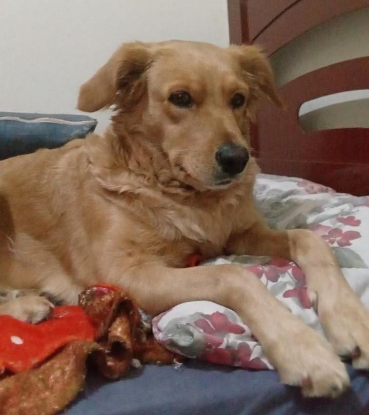 Jade, cadela de porte médio para adoção em São Joaquim da Barra - SP