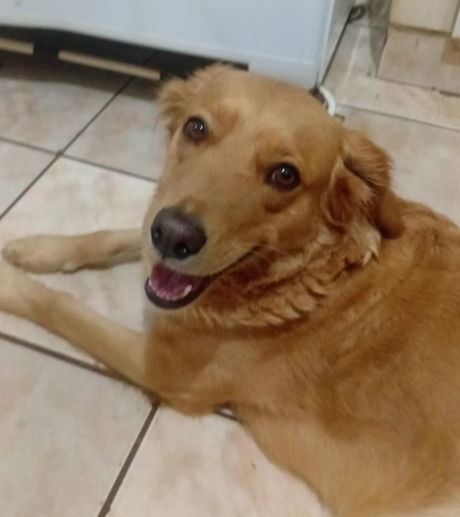 Jade, cadela de porte médio para adoção em São Joaquim da Barra - SP — foto 2 de 5