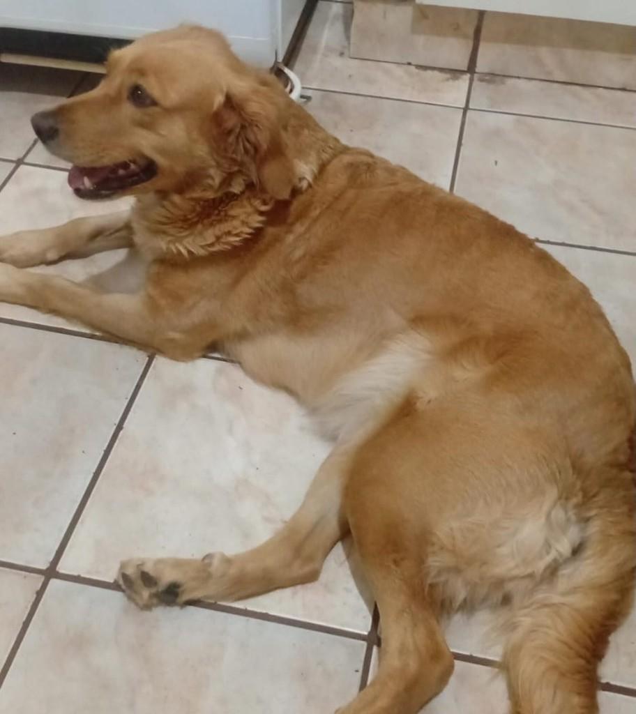 Jade, cadela de porte médio para adoção em São Joaquim da Barra - SP — foto 3 de 5