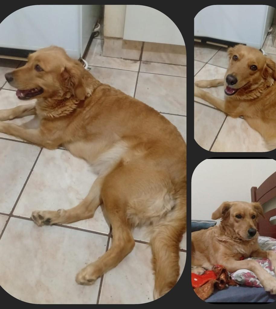 Jade, cadela de porte médio para adoção em São Joaquim da Barra - SP — foto 4 de 5