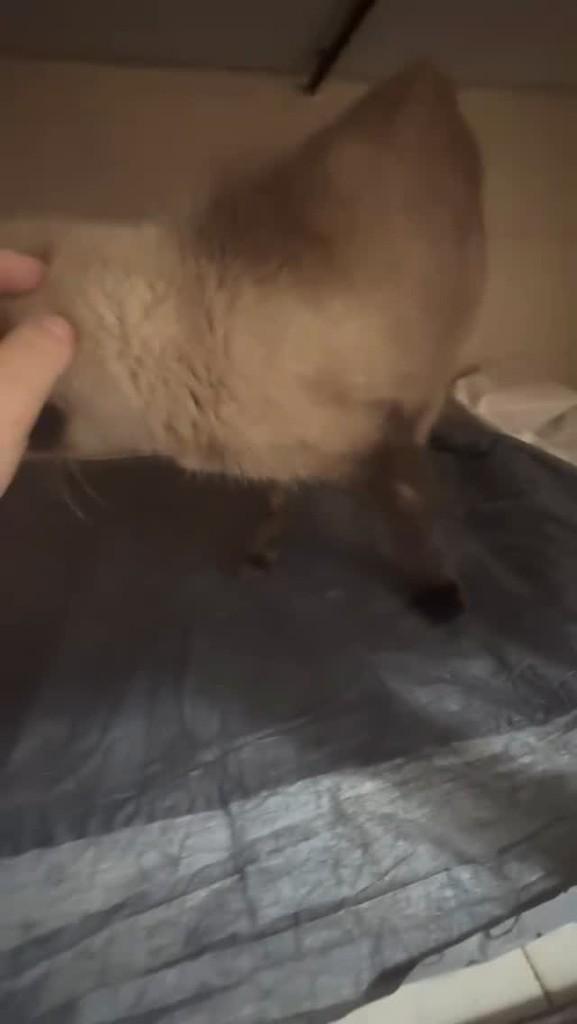 Princesa, gata de porte médio para adoção em Catanduva - SP