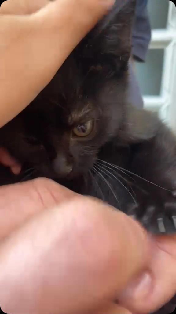 Nenenzinho, gato para adoção em Catanduva - SP
