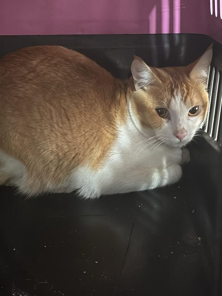 Amarelinho, gata de porte médio para adoção em Catanduva - SP