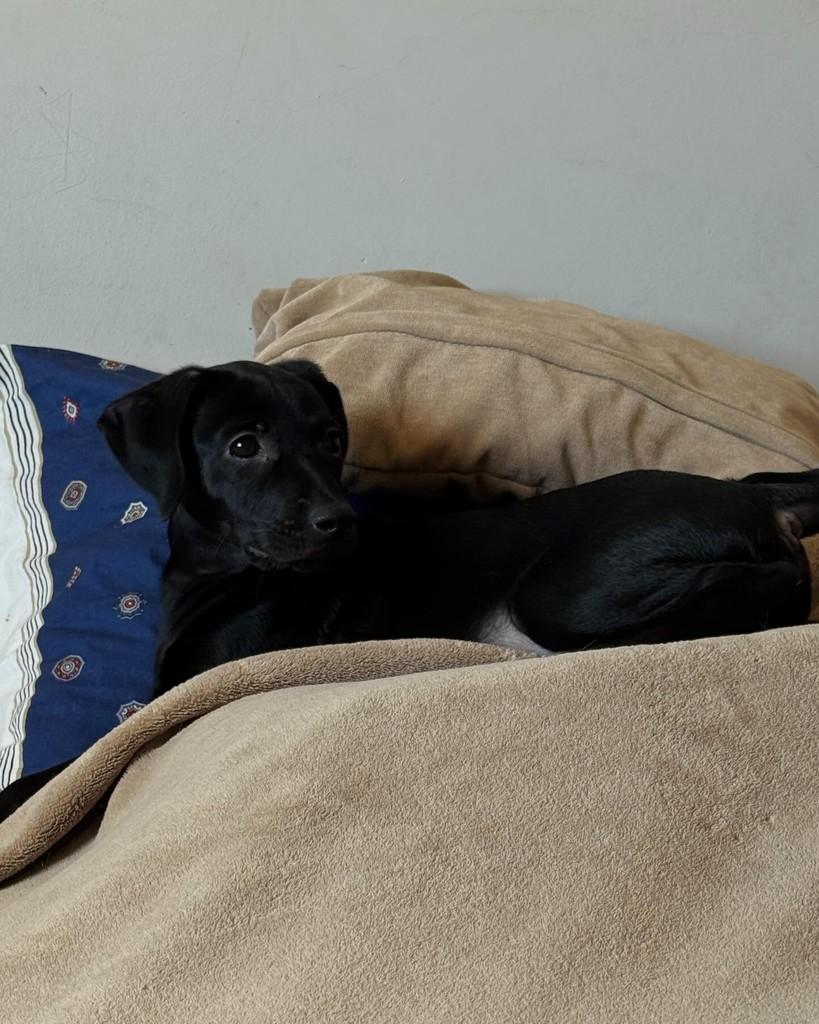 Otto, cachorro de porte pequeno para adoção em Brasília - DF