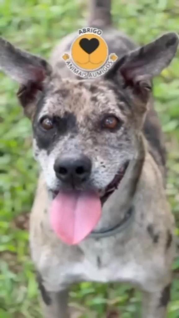 Tigresa, cachorro de porte médio para adoção em Salvador - BA