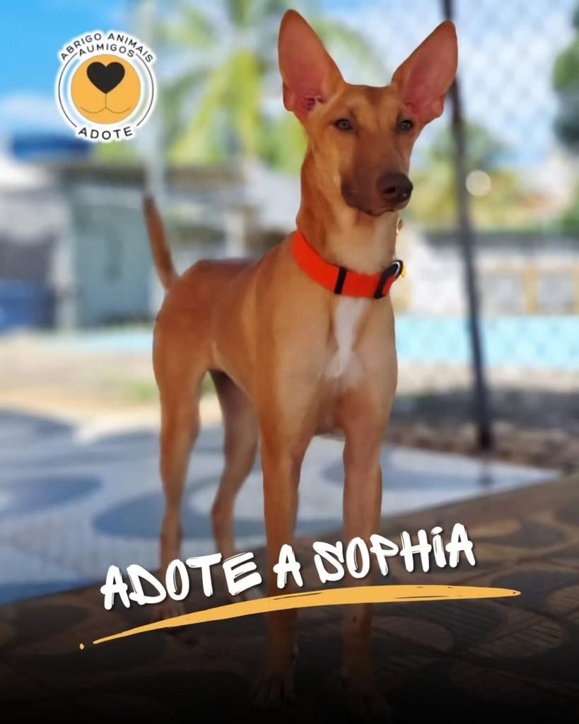 Sophia, cachorro de porte médio para adoção em Salvador - BA