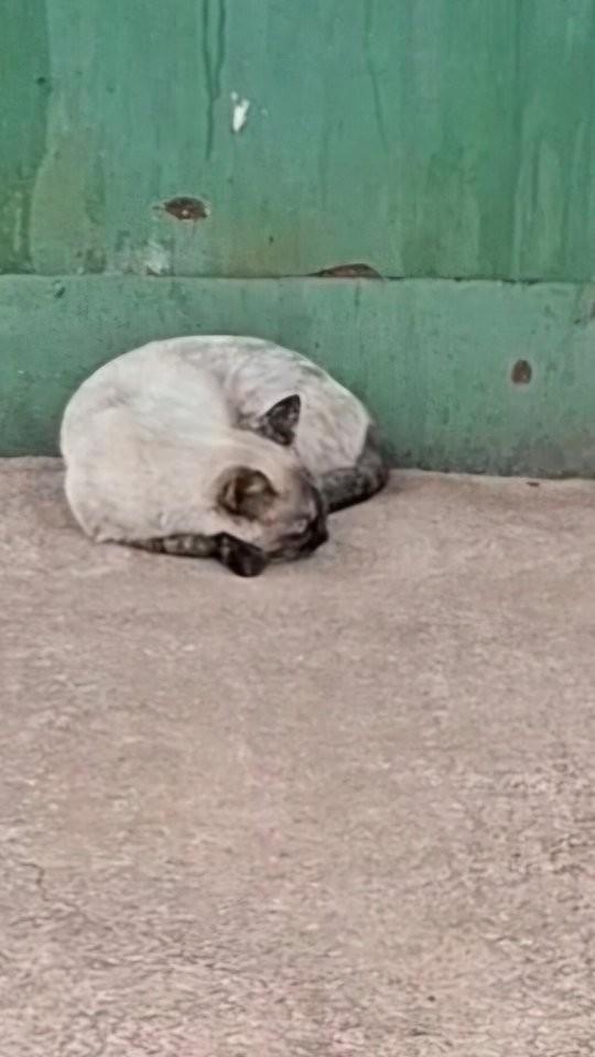 Belga, gata de porte pequeno para adoção em Brasília - DF