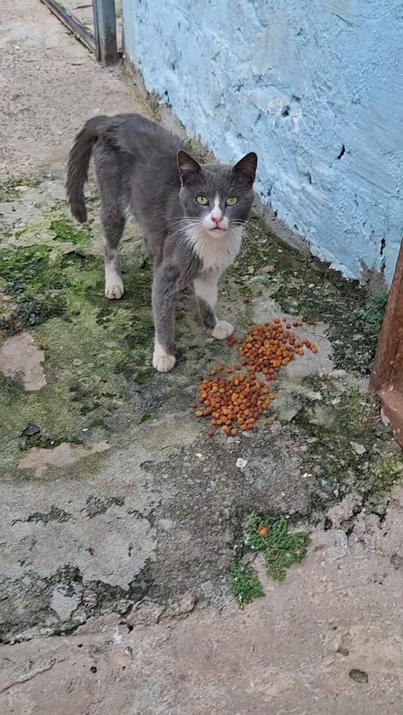 Vicente, gato de porte pequeno para adoção em Brasília - DF