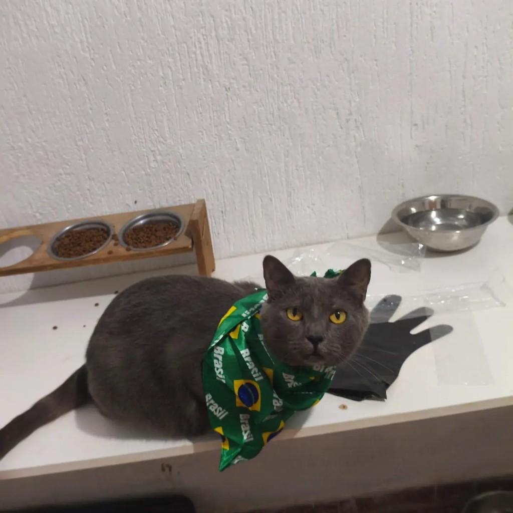 Chumbinho, gato de porte pequeno para adoção em Brasília - DF
