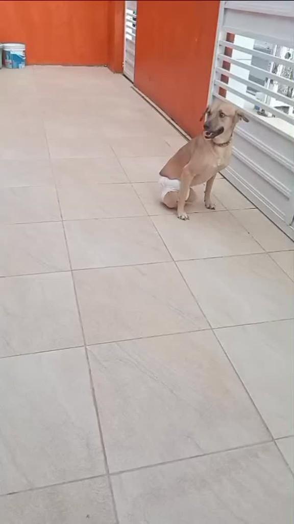 Popó, cachorro de porte pequeno para adoção em Laranjeiras - SE