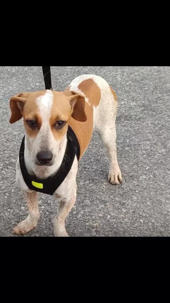 Cristal, cachorro de porte pequeno para adoção em Laranjeiras - SE