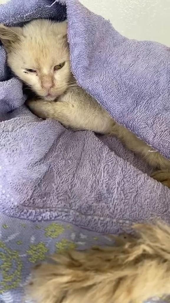 Snow, gato de porte pequeno para adoção em Pará de Minas - MG