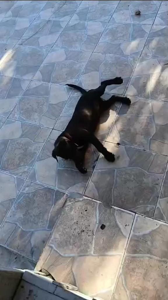 Black, cachorro de porte médio para adoção em Campo Largo - PR