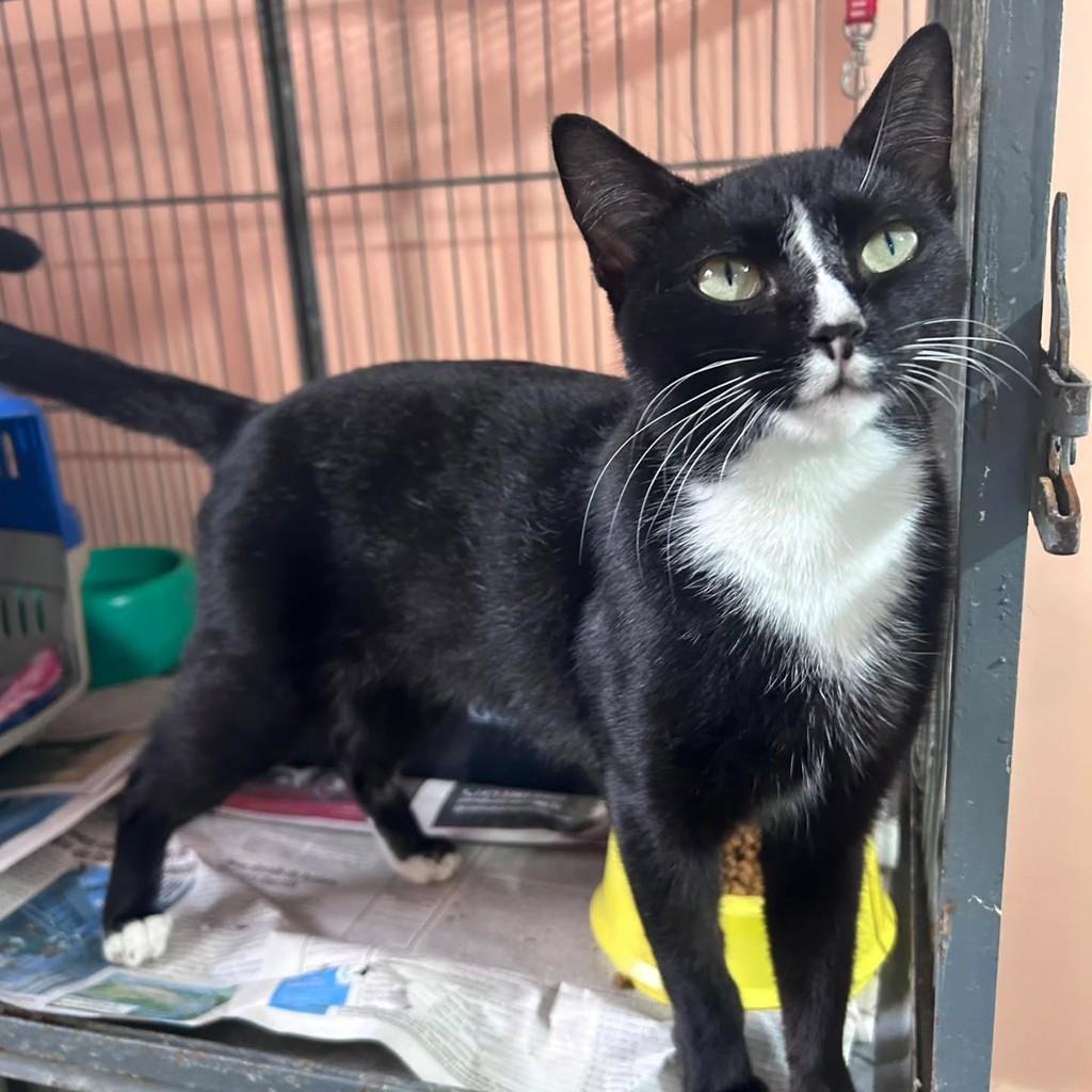 Eclipse, gato de porte médio para adoção em Campo Largo - PR