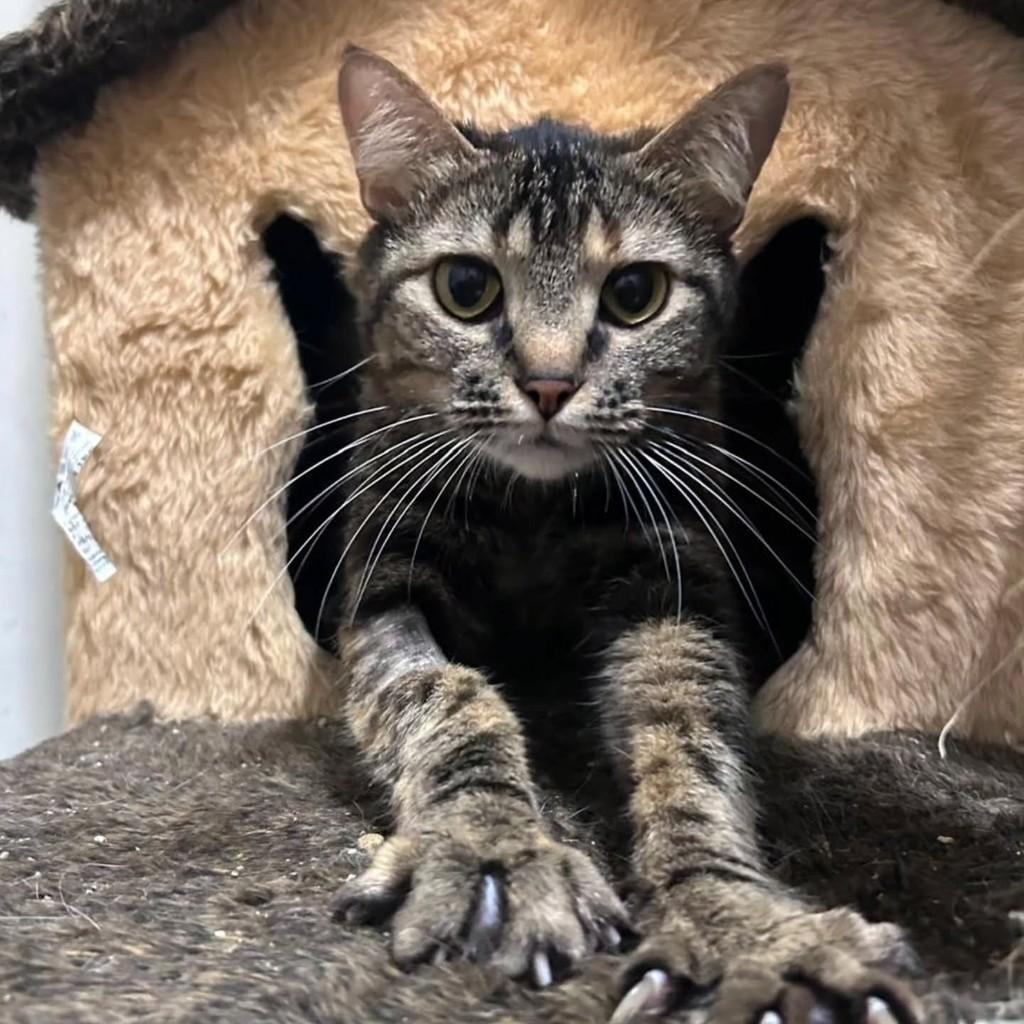 Virgínia, gata de porte pequeno para adoção em Campo Largo - PR