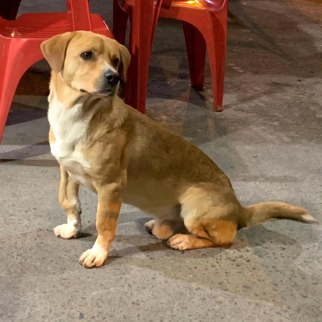 Tonho, cachorro de porte médio para adoção em Campo Largo - PR