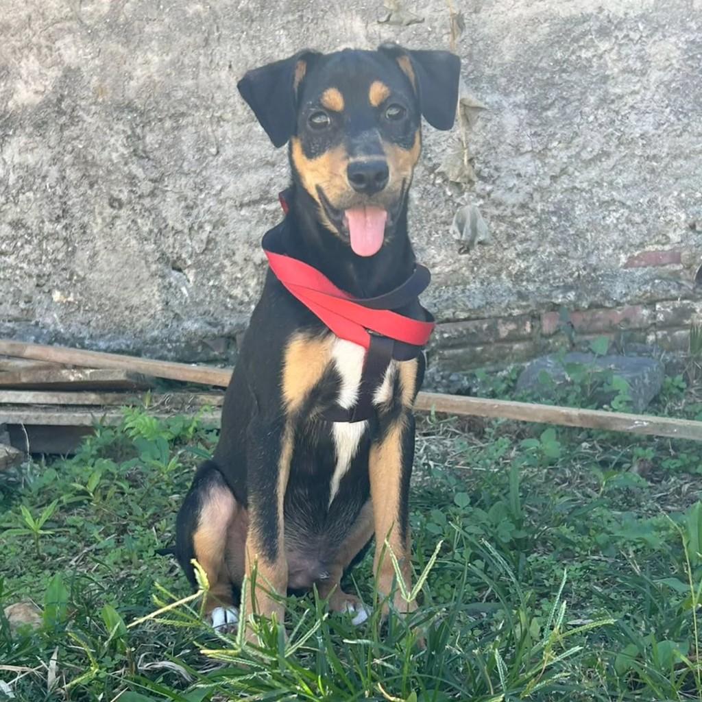 Slink, cachorro de porte pequeno para adoção em Campo Largo - PR