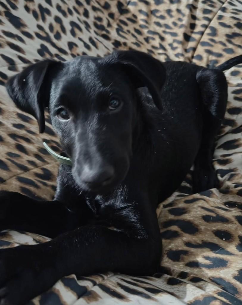 Negão, cachorro de porte médio para adoção em Campo Largo - PR