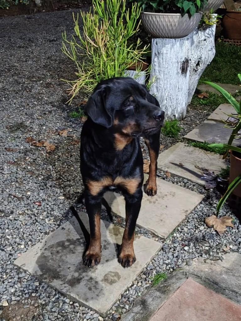 Ele, cachorro de porte médio para adoção em Campo Largo - PR