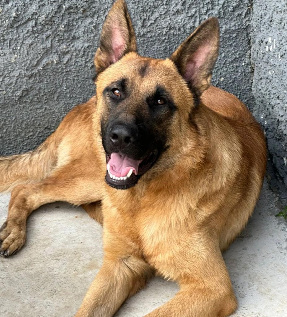 Zeus, cachorro de porte grande para adoção em Campo Largo - PR