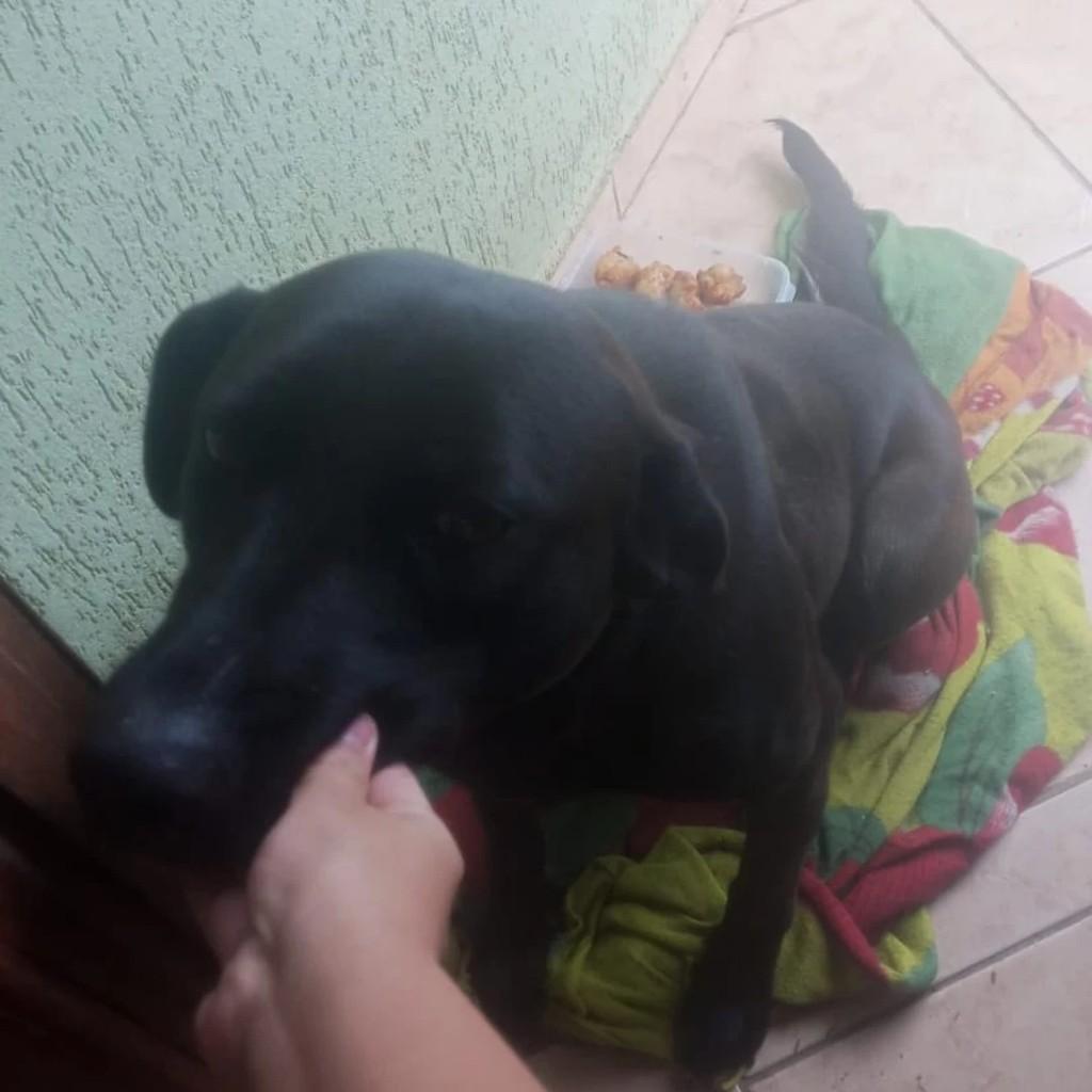 Pantera, cadela de porte médio para adoção em Campo Largo - PR