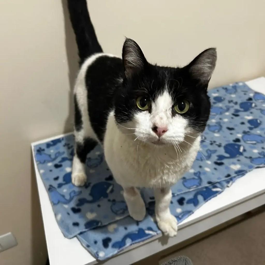 Flock, gato de porte médio para adoção em Campo Largo - PR