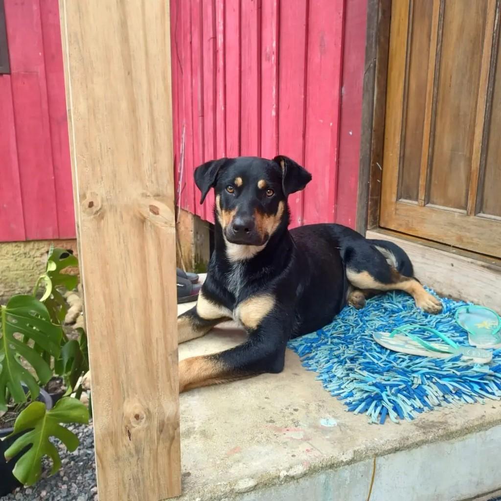Patrícia, cadela de porte médio para adoção em Campo Largo - PR
