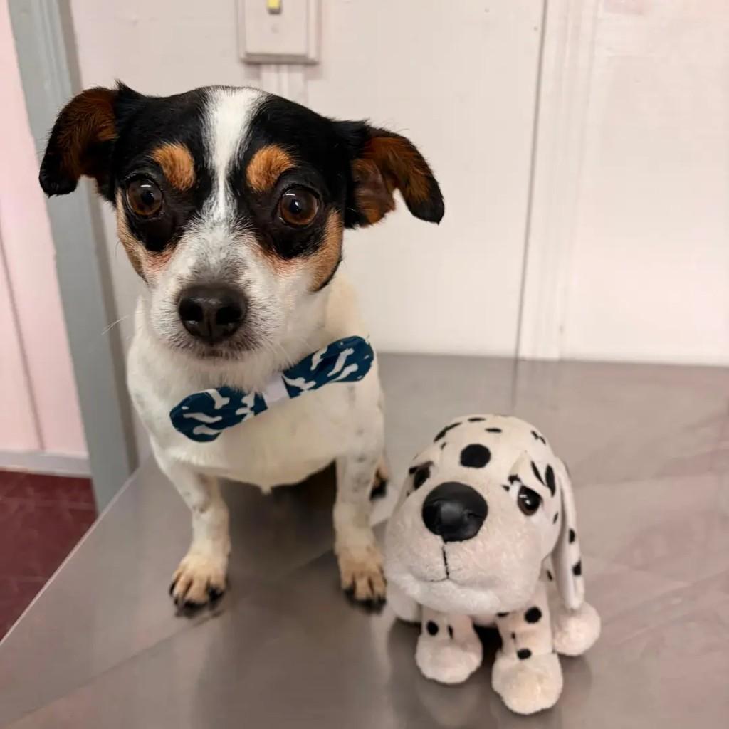 Snopynho, cachorro de porte pequeno para adoção em Campo Largo - PR
