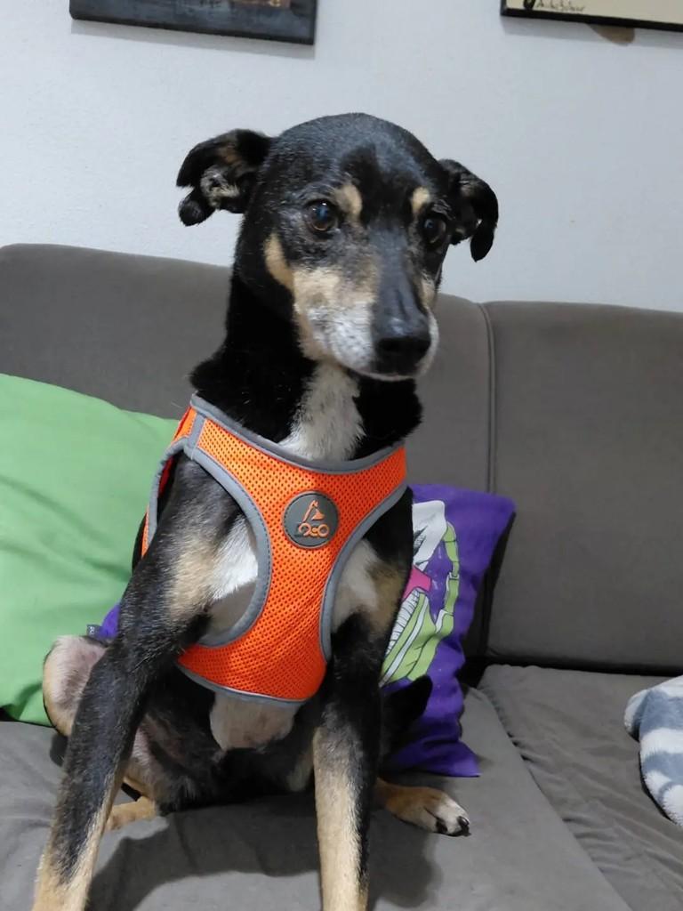 Sting, cachorro de porte médio para adoção em Campo Largo - PR
