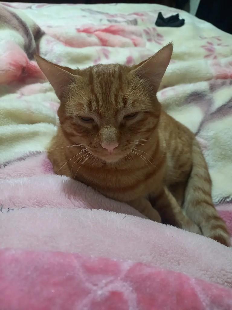 Polaco, gato de porte pequeno para adoção em Campo Largo - PR