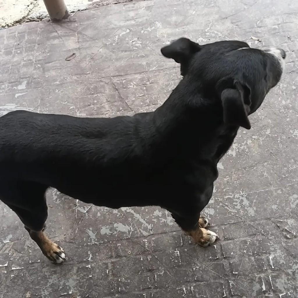 Duki, cachorro de porte médio para adoção em Campo Largo - PR