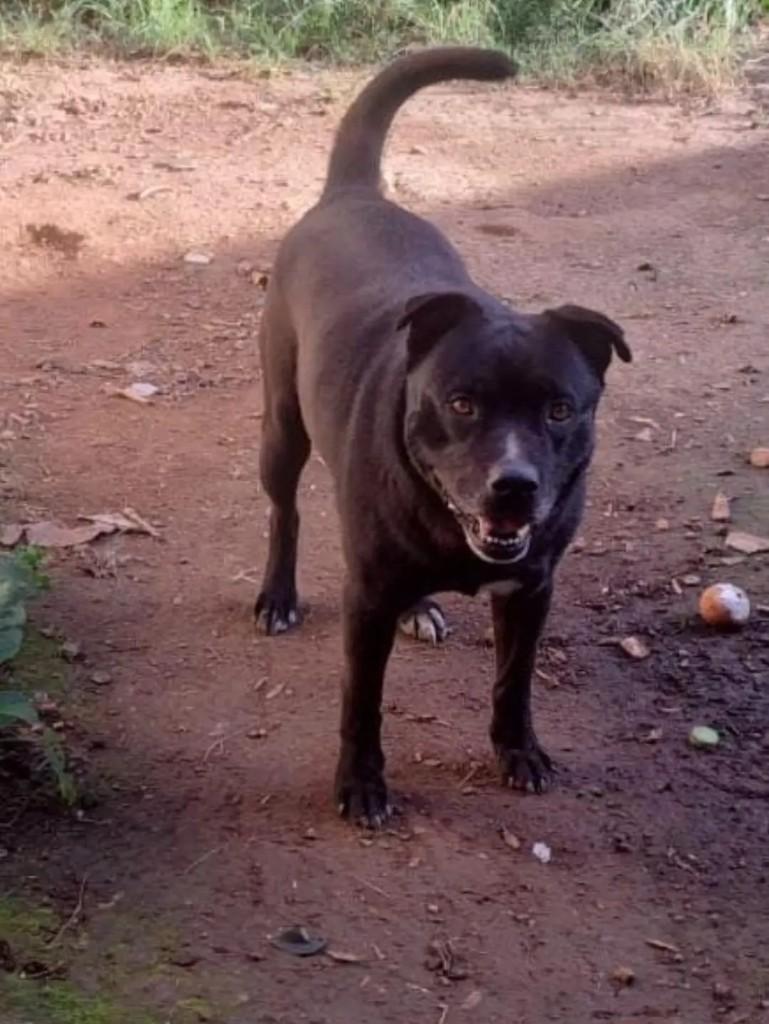 Thor, cachorro de porte médio para adoção em Campo Largo - PR