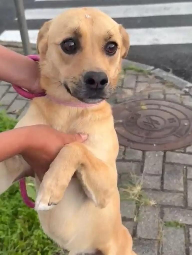 Princesa, cachorro de porte pequeno para adoção em Campo Largo - PR