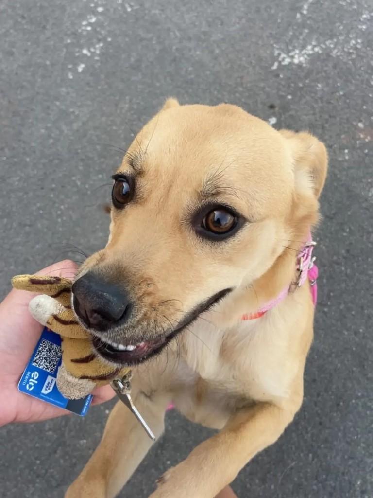 Princesa, cachorro de porte pequeno para adoção em Campo Largo - PR — foto 2 de 2